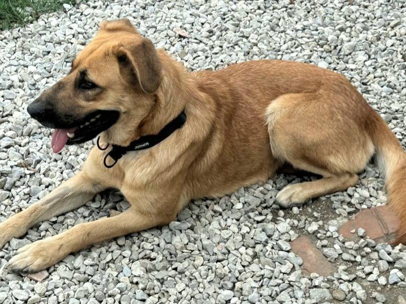 Adotta il cane Patty a Teramo