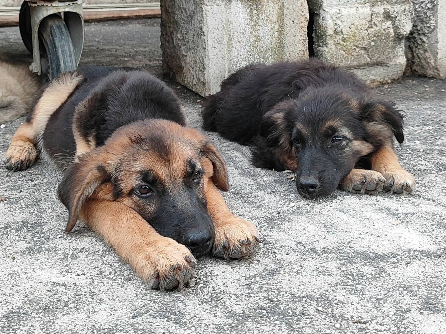 Adozione cane, maschio, Pastore tedesco Razza sconosciuta, 2 mesi, taglia grande, Messina