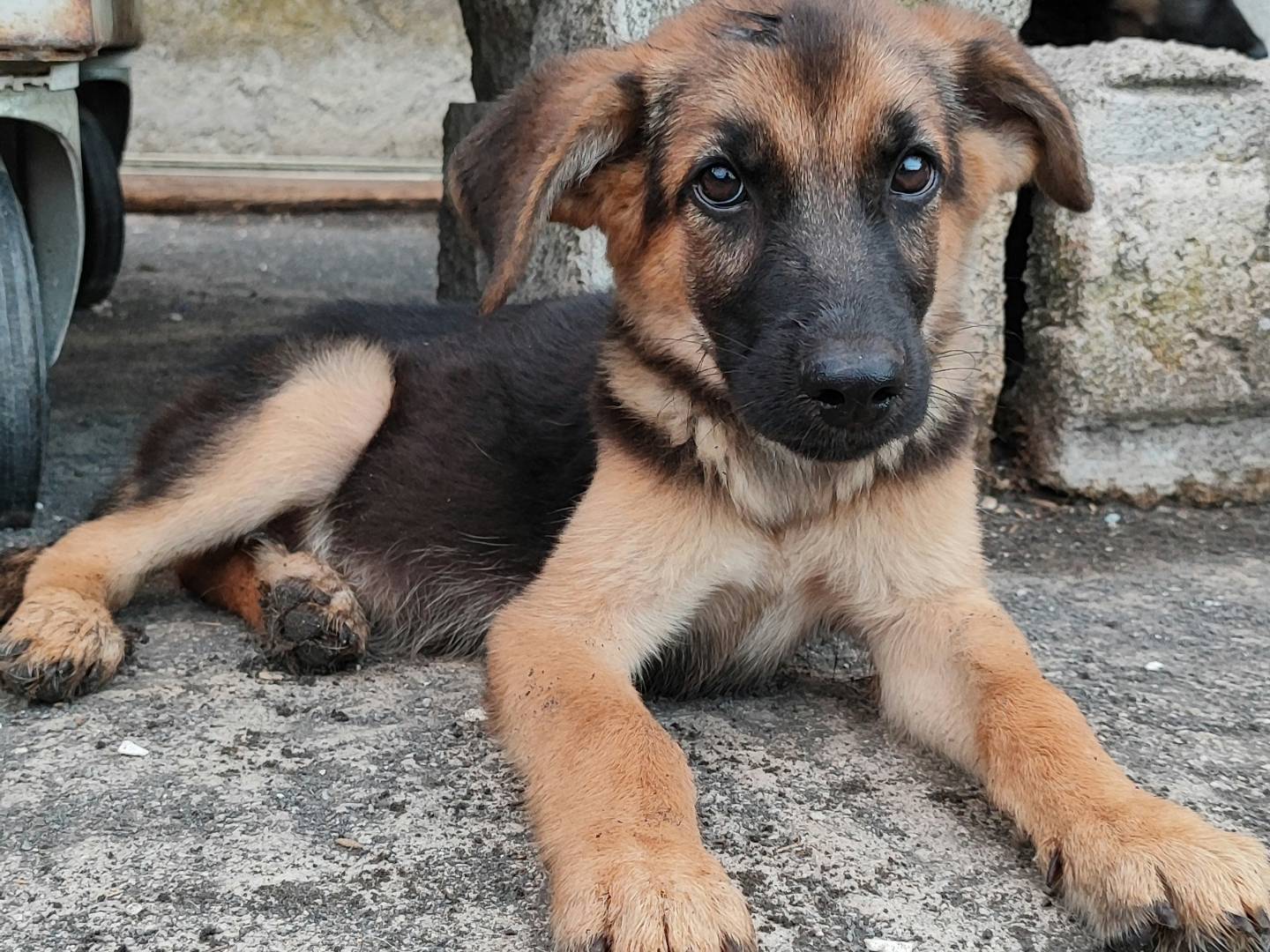 Adotta un cane, maschio, 2 mesi, Messina