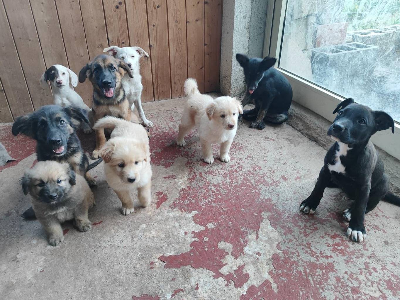 Adotta un cane, taglia grande, maschio, Messina