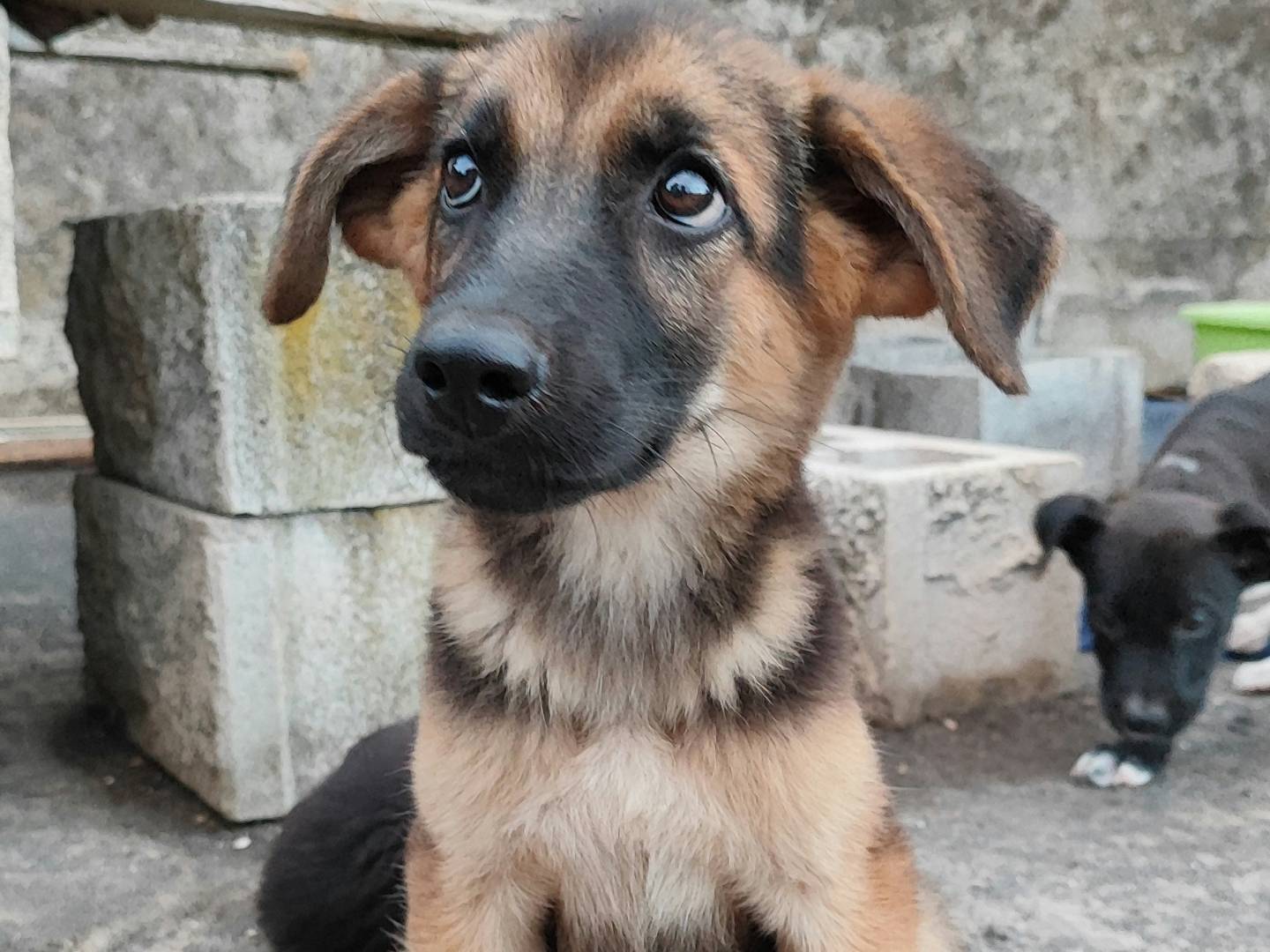 Vuoi adottare un cane a Messina?