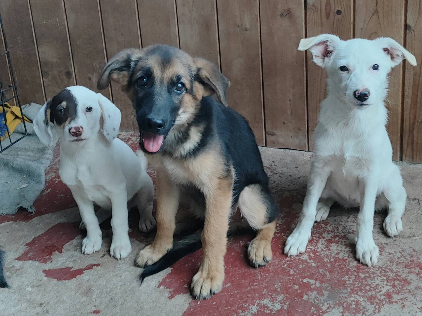 Adotta il cane ETTORE a Messina