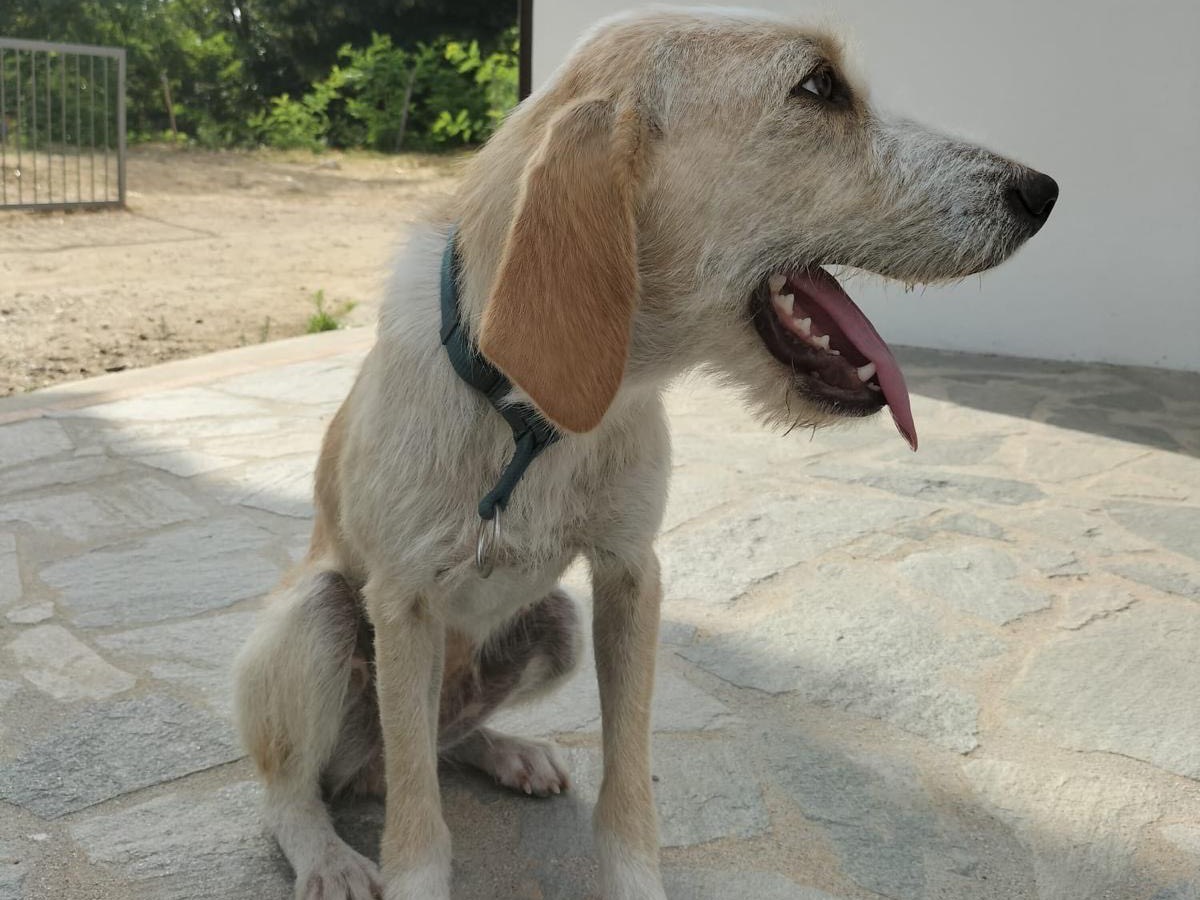 Adotta un cane, femmina, 1 anno, Catanzaro