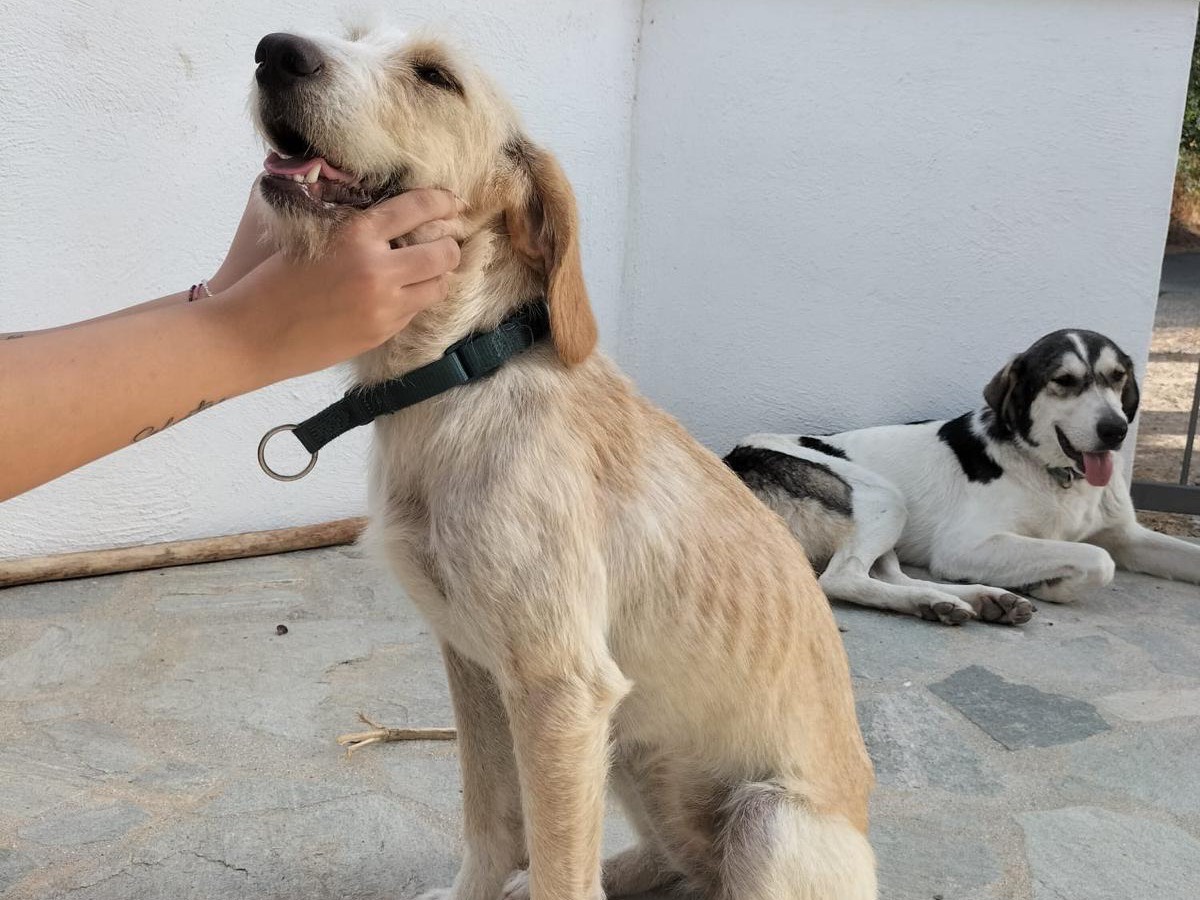 Adotta un cane, taglia media contenuta, femmina, Catanzaro