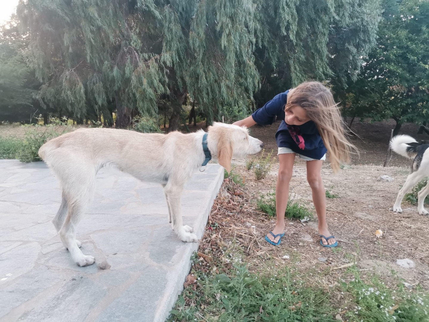 Vuoi adottare un cane a Catanzaro?