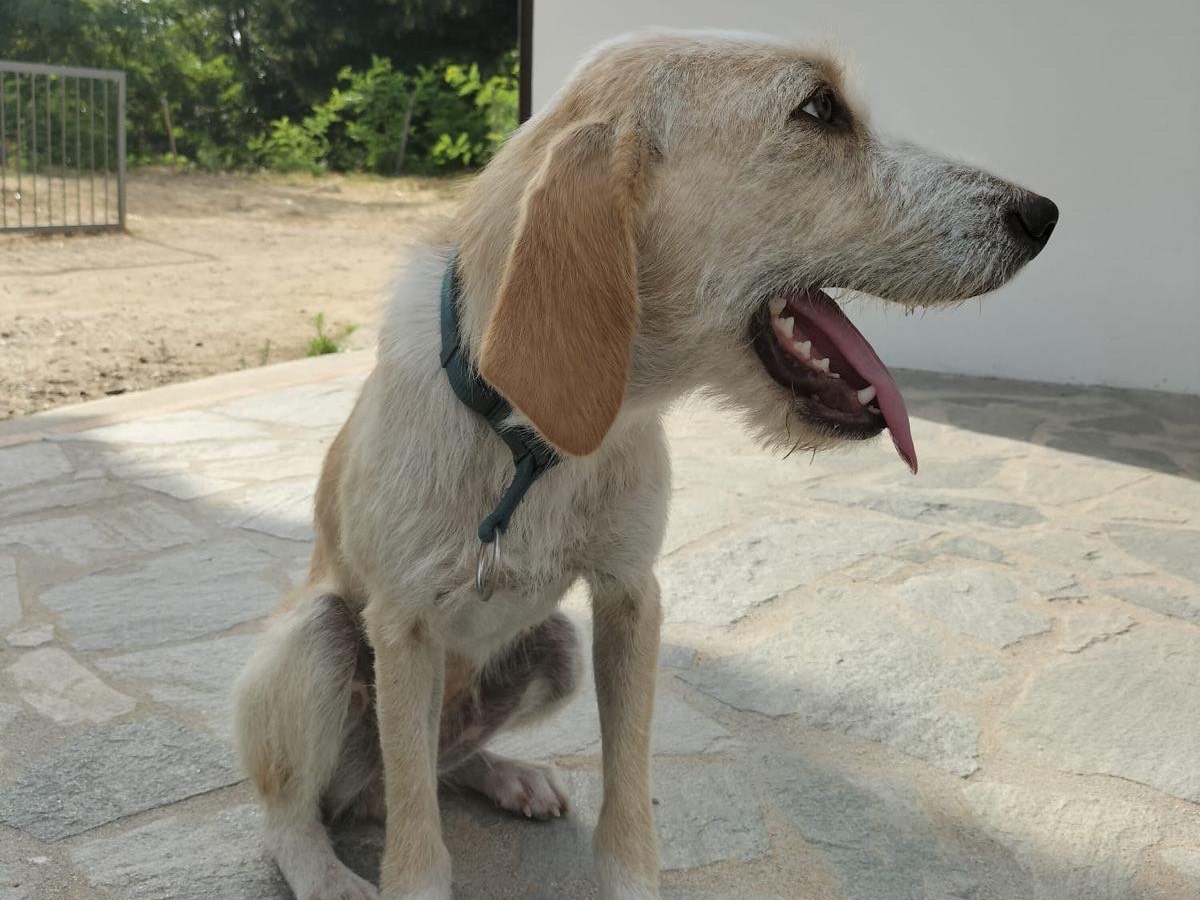 Adotta il cane Spina a Catanzaro