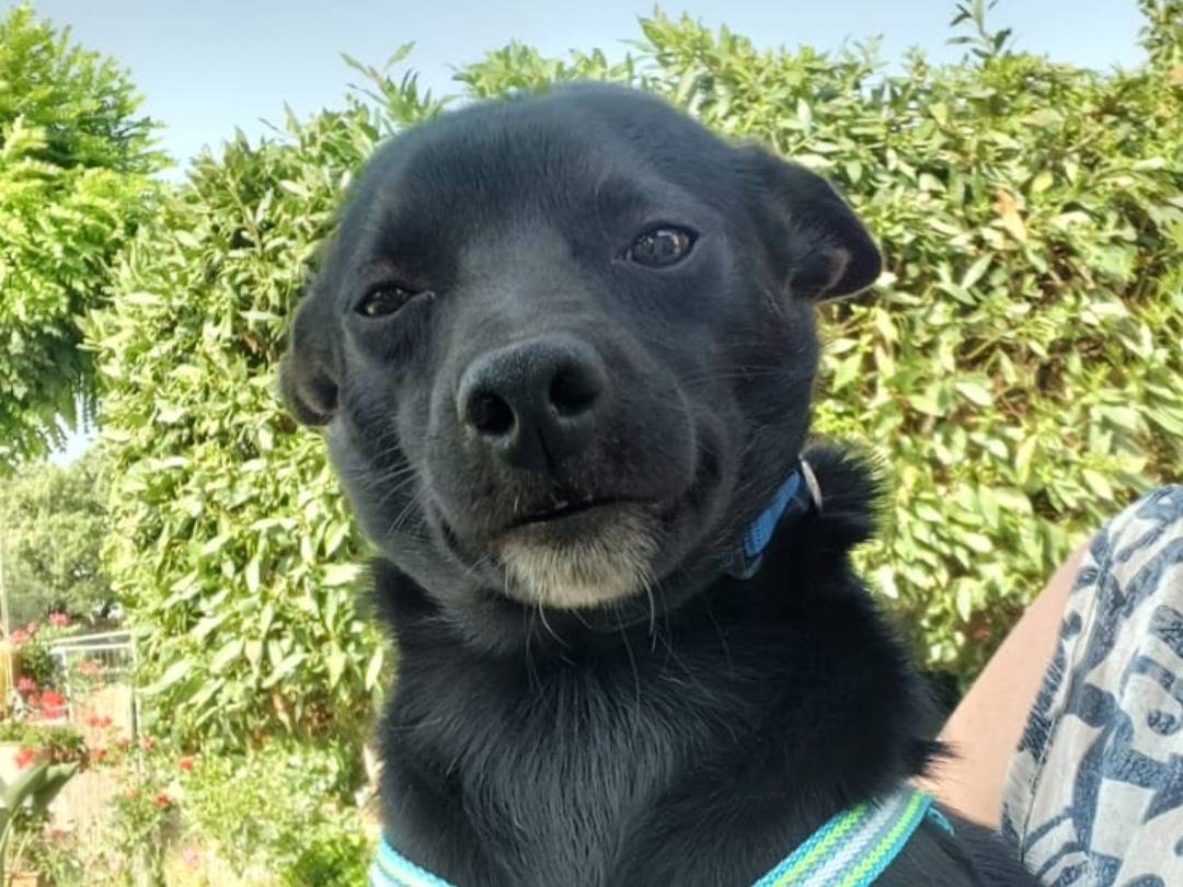 Vuoi adottare un cane a Salerno?