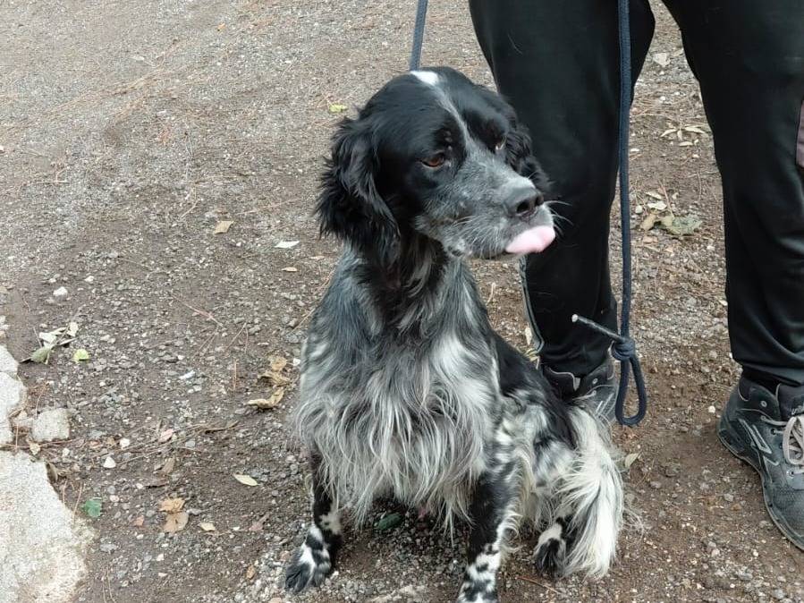 Adozione cane, maschio, Razza sconosciuta Razza sconosciuta, 2 anni e 10 mesi, taglia media, Caserta