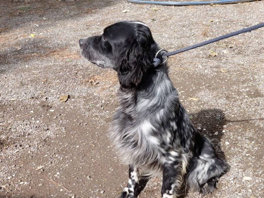 Adotta un cane, taglia media, maschio, Caserta