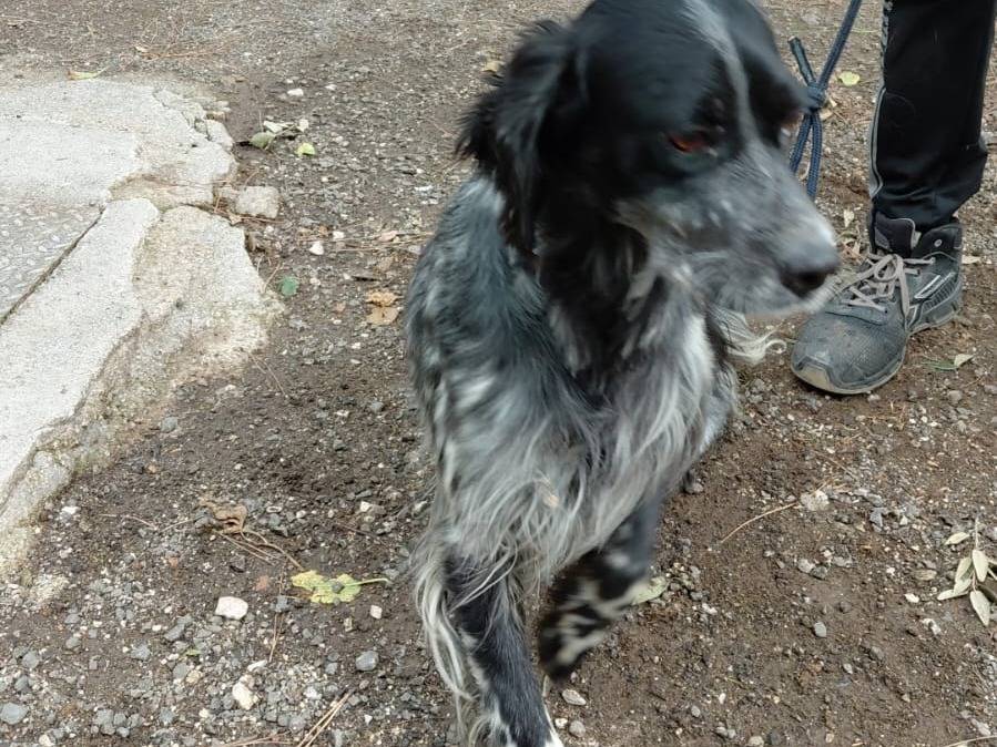 Vuoi adottare un cane a Caserta?