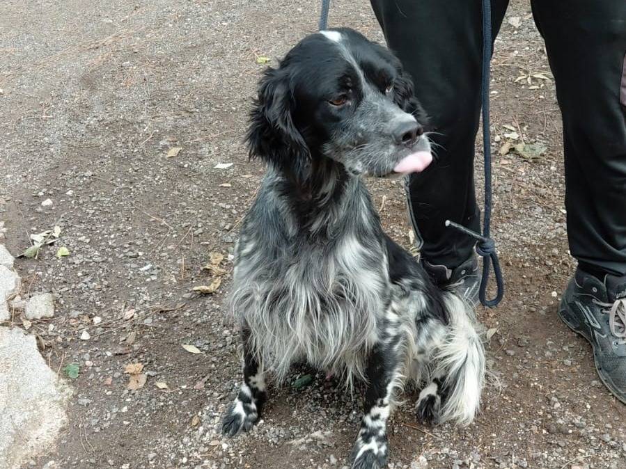 Adotta il cane Raul a Caserta