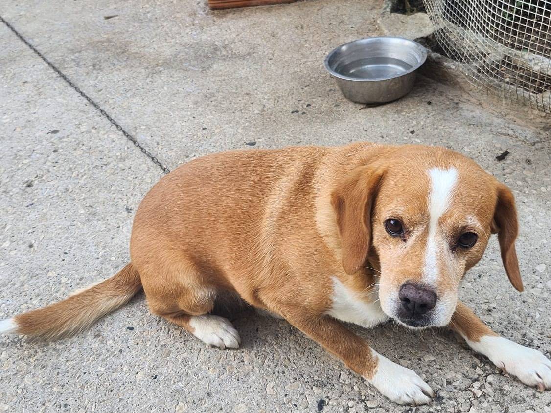 Adozione cane, maschio, Razza sconosciuta Razza sconosciuta, 7 anni e 9 mesi, taglia media, Caserta