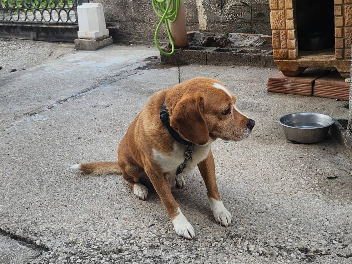 Adotta un cane, maschio, 7 anni e 9 mesi, Caserta
