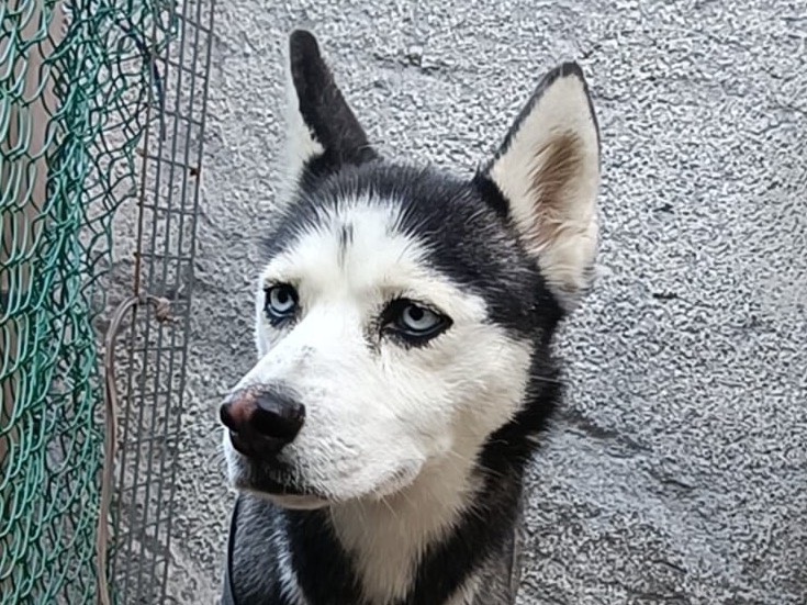 Foto 3 dell'animale