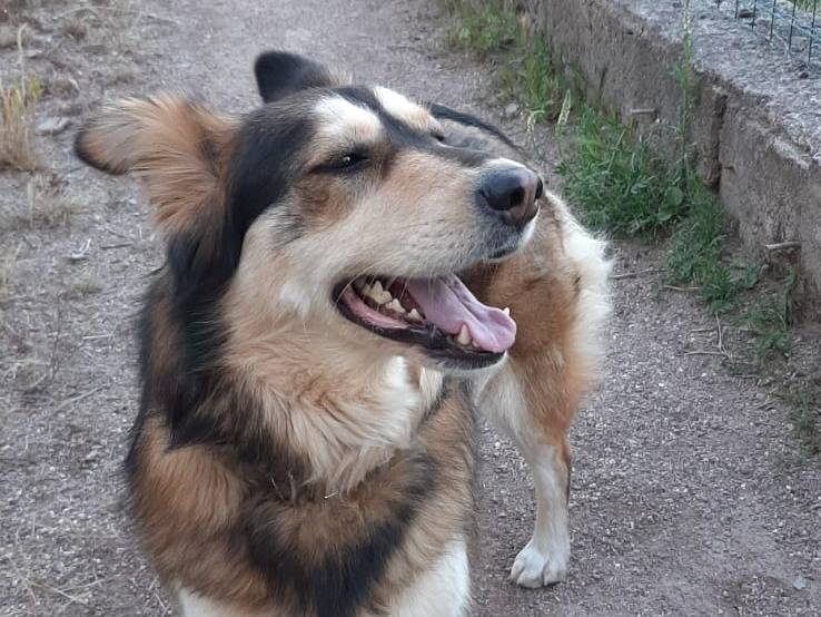 Adozione cane, femmina, Razza sconosciuta Razza sconosciuta, 3 anni e 9 mesi, taglia media, Salerno