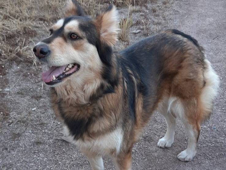 Adotta un cane, femmina, 3 anni e 9 mesi, Salerno