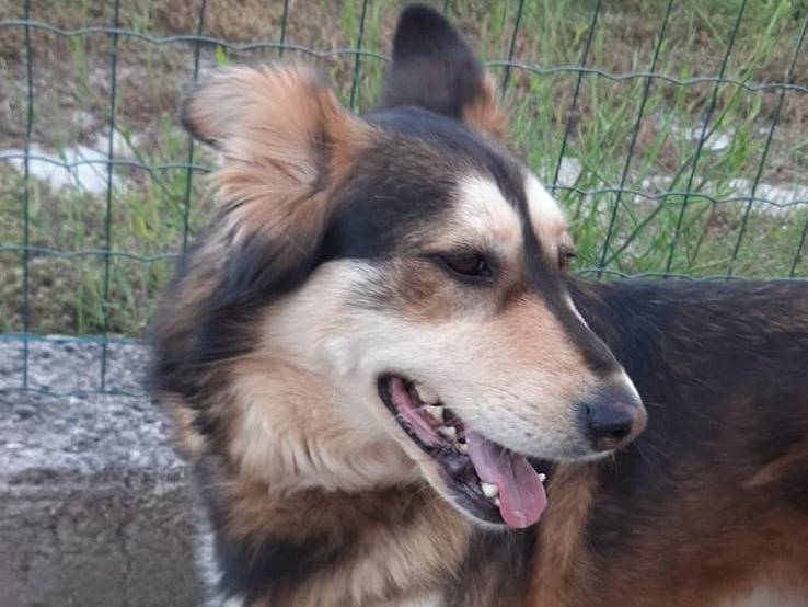 Adotta un cane, taglia media, femmina, Salerno