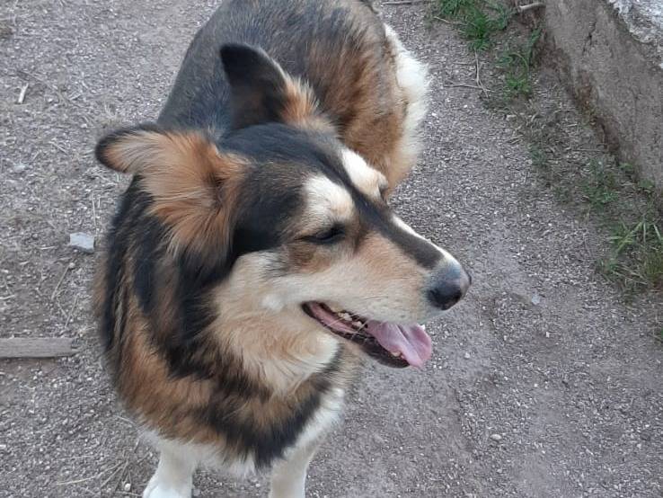 Vuoi adottare un cane a Salerno?