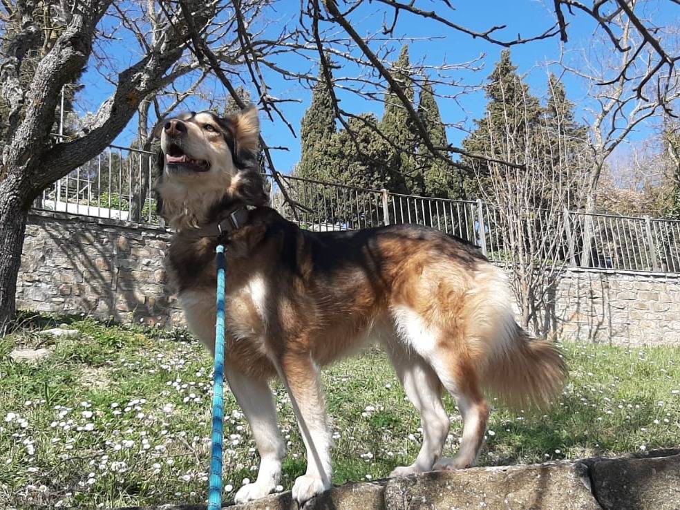 Adotta il cane Lara a Salerno