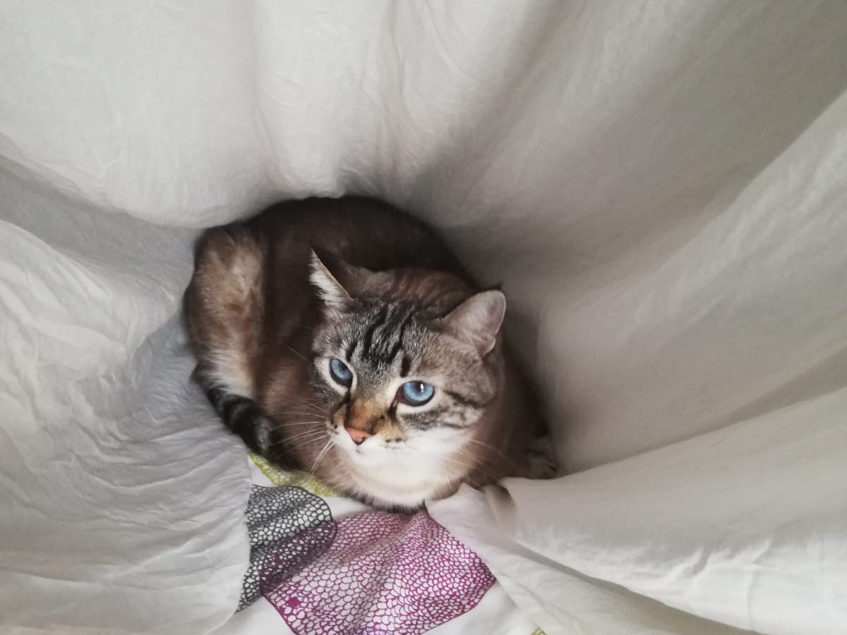 Adozione gatto, femmina, Razza sconosciuta Razza sconosciuta, 10 anni e 2 mesi, taglia non valida, Piacenza