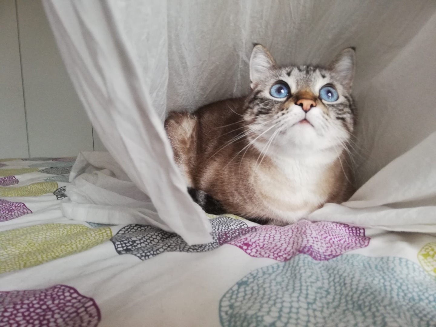 Adotta un gatto, femmina, 10 anni e 2 mesi, Piacenza