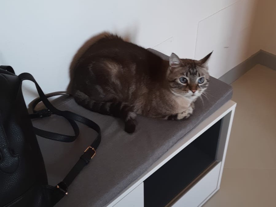 Adotta un gatto, taglia non valida, femmina, Piacenza