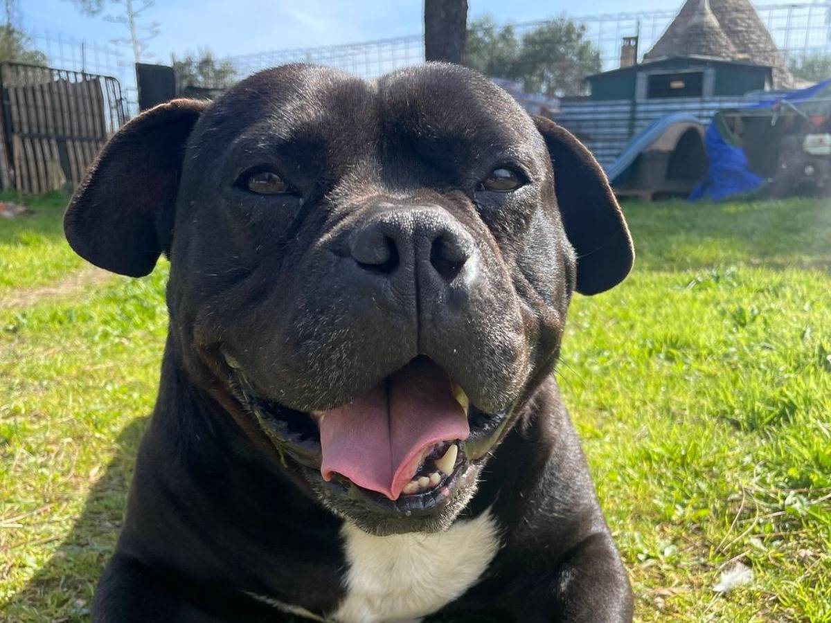 Adozione cane, maschio, Razza sconosciuta Razza sconosciuta, 6 anni e 5 mesi, taglia media, Brindisi