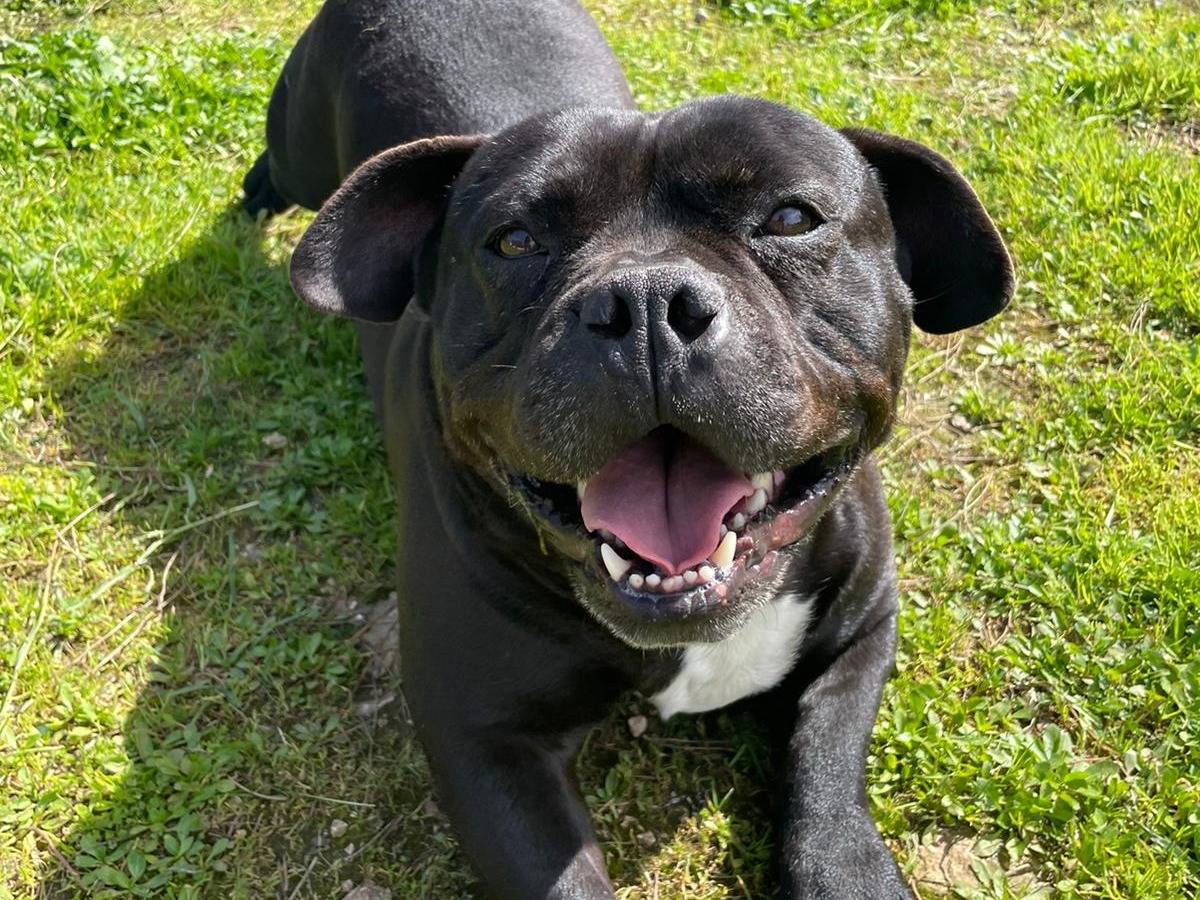 Adotta un cane, maschio, 6 anni e 5 mesi, Brindisi