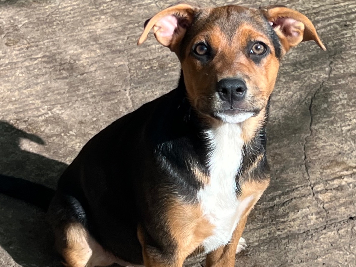 Adozione cane, femmina, Razza sconosciuta Razza sconosciuta, 2 mesi, taglia media, Catania