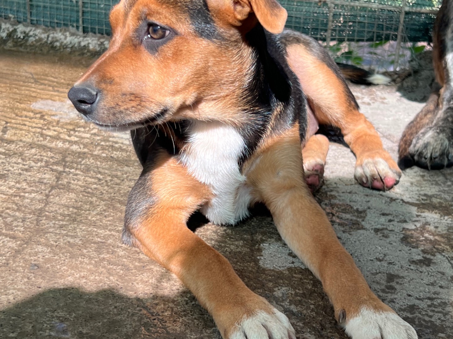 Adotta un cane, femmina, 2 mesi, Catania