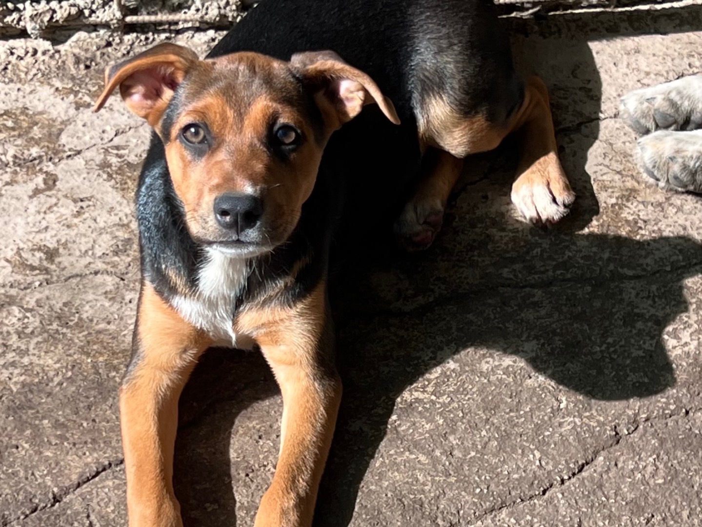 Adotta un cane, taglia media, femmina, Catania