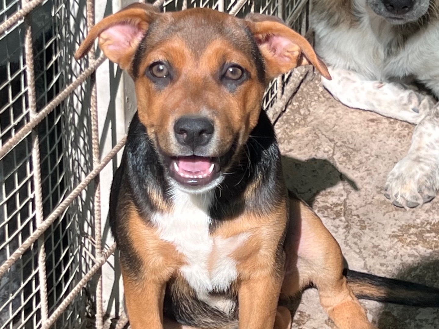 Vuoi adottare un cane a Catania?