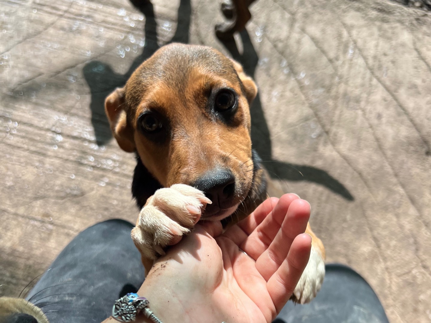 Adotta il cane Athena a Catania