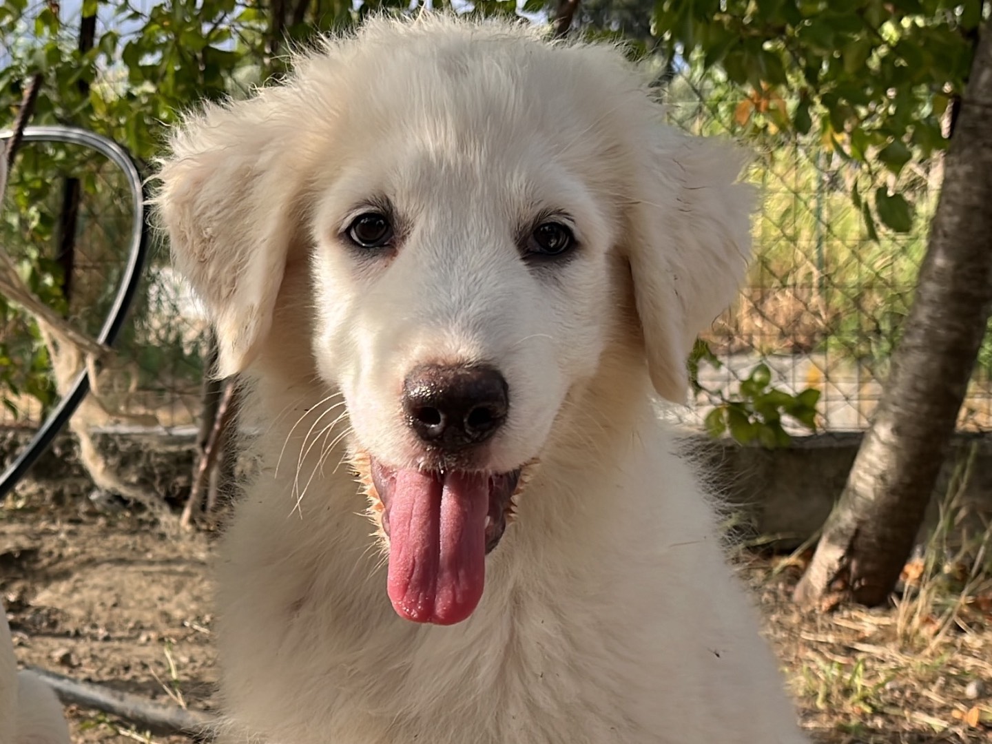 Adozione cane, maschio, Pastore maremmano Razza sconosciuta, 3 mesi, taglia grande, Catanzaro