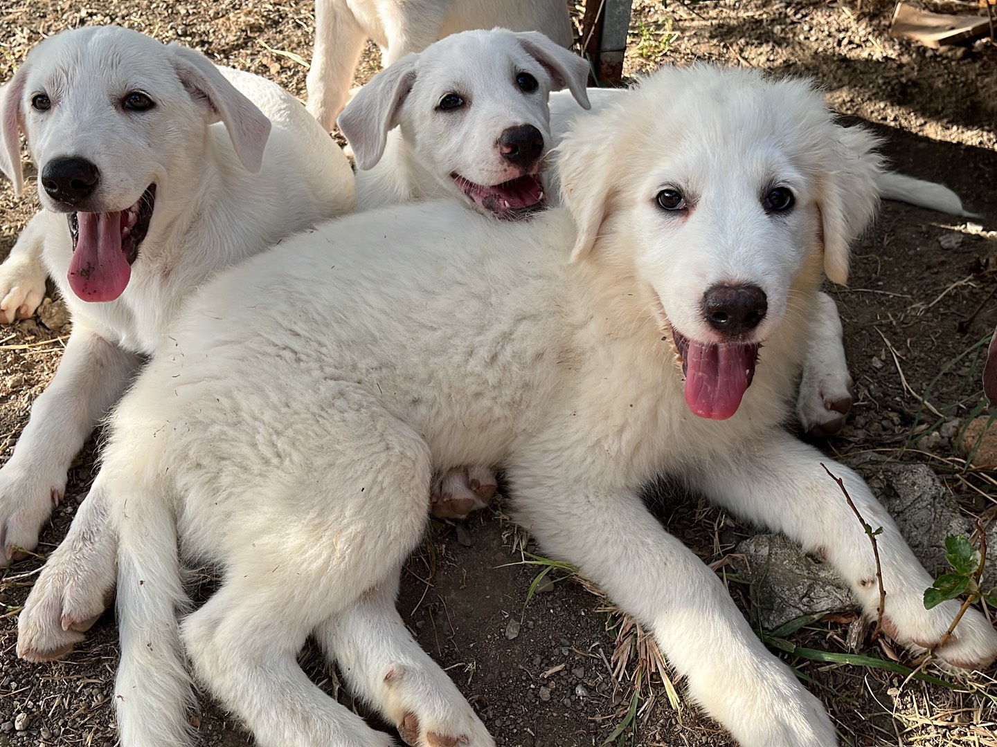 Adotta un cane, maschio, 3 mesi, Catanzaro