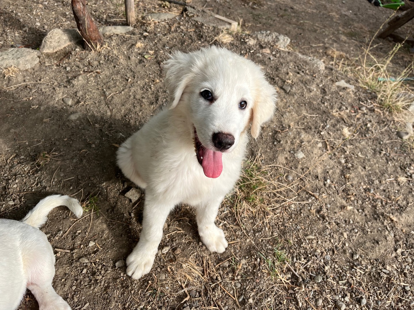 Vuoi adottare un cane a Catanzaro?