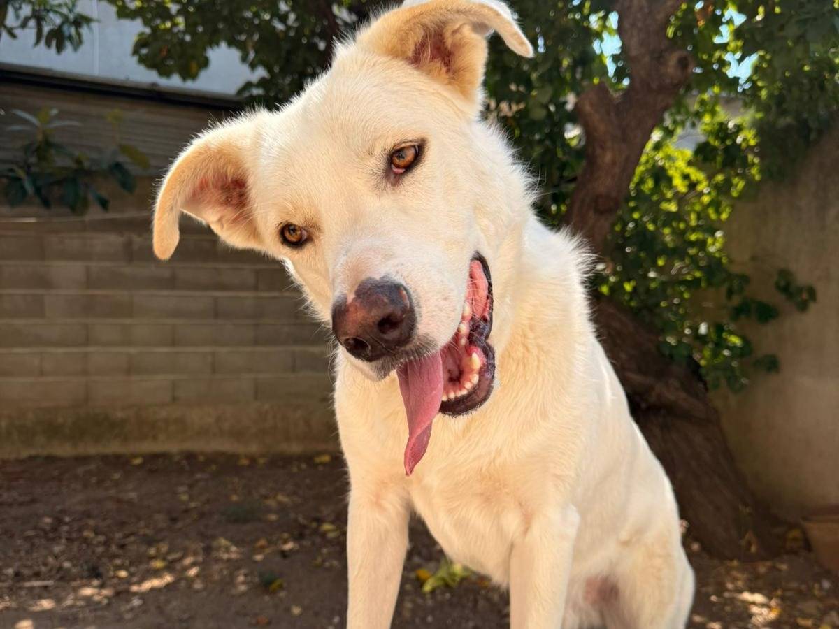 Adotta un cane, maschio, 1 anno e 7 mesi, Milano