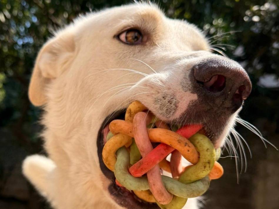 Adotta un cane, taglia grande, maschio, Milano
