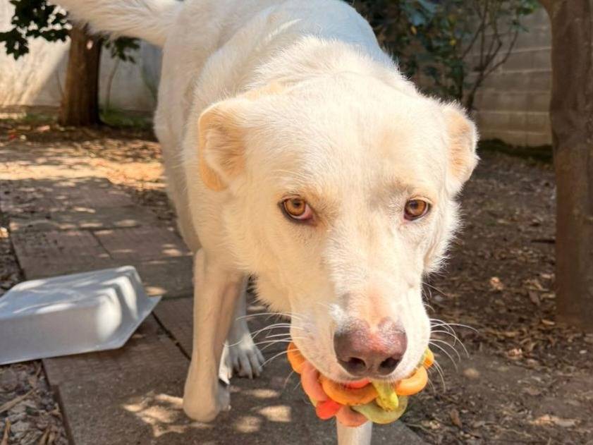 Vuoi adottare un cane a Milano?