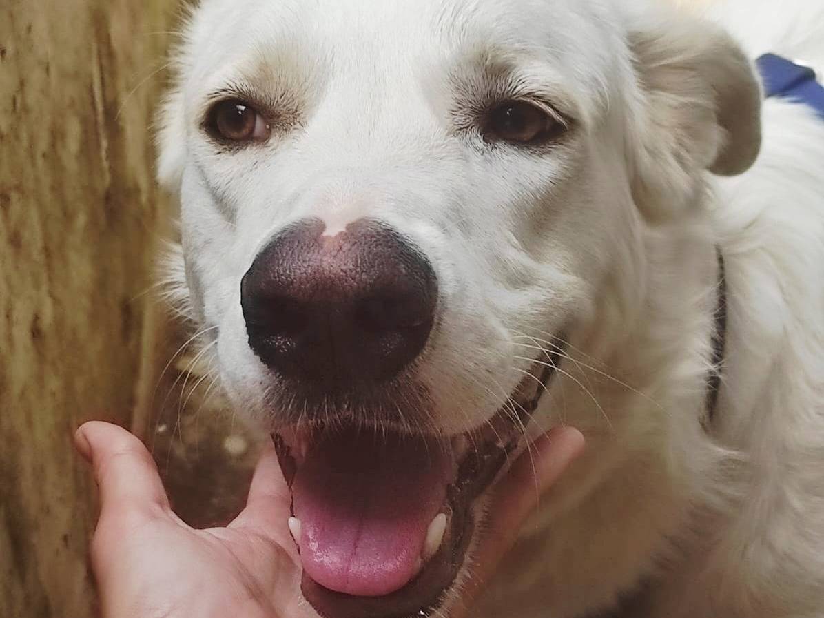 Adotta il cane TEDDY MIX LABRADOR  a Milano