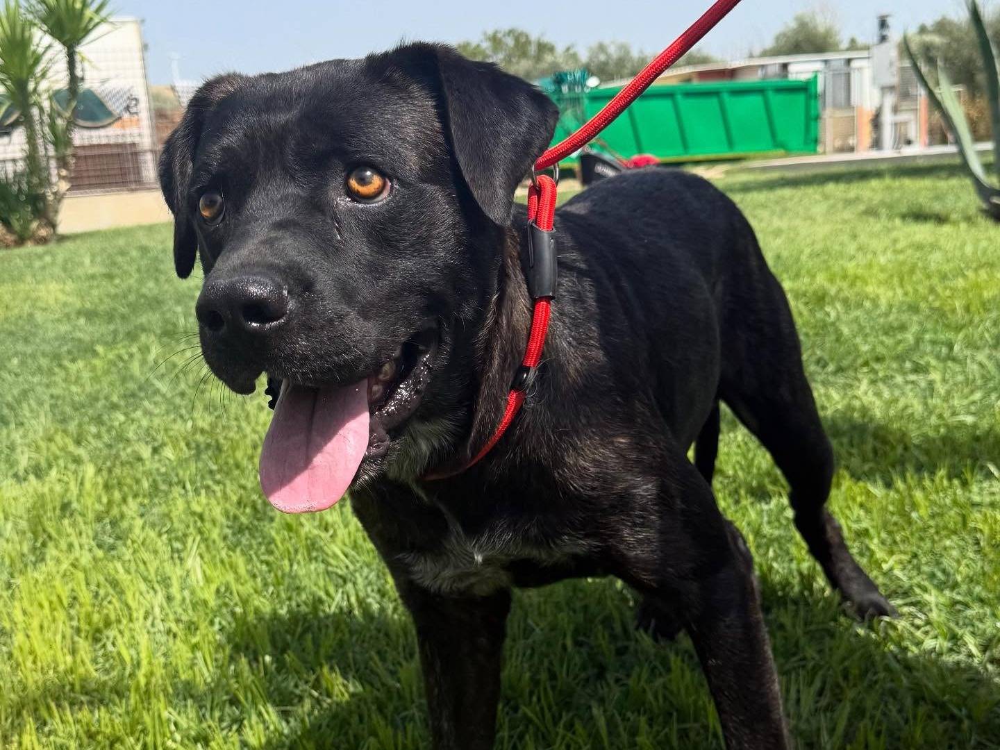 Adotta un cane, maschio, 5 anni e 1 mese, Matera
