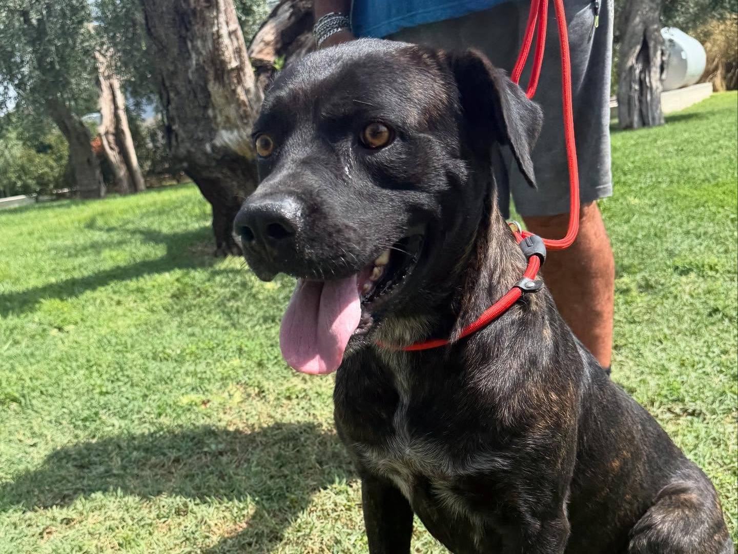 Adotta un cane, taglia grande, maschio, Matera