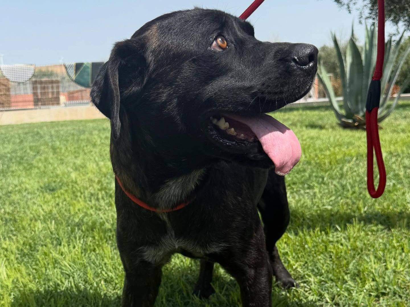 Vuoi adottare un cane a Matera?