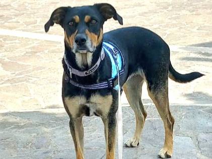 Adozione cane, femmina, Razza sconosciuta Razza sconosciuta, 2 anni e 7 mesi, taglia media, Aosta