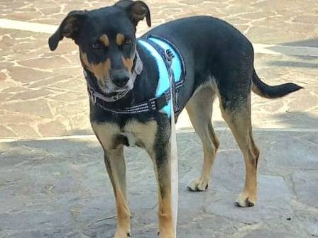Adotta un cane, femmina, 2 anni e 7 mesi, Aosta
