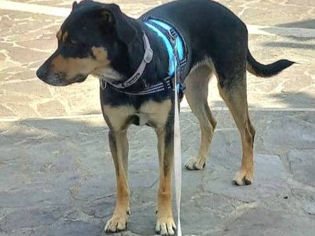 Adotta un cane, taglia media, femmina, Aosta