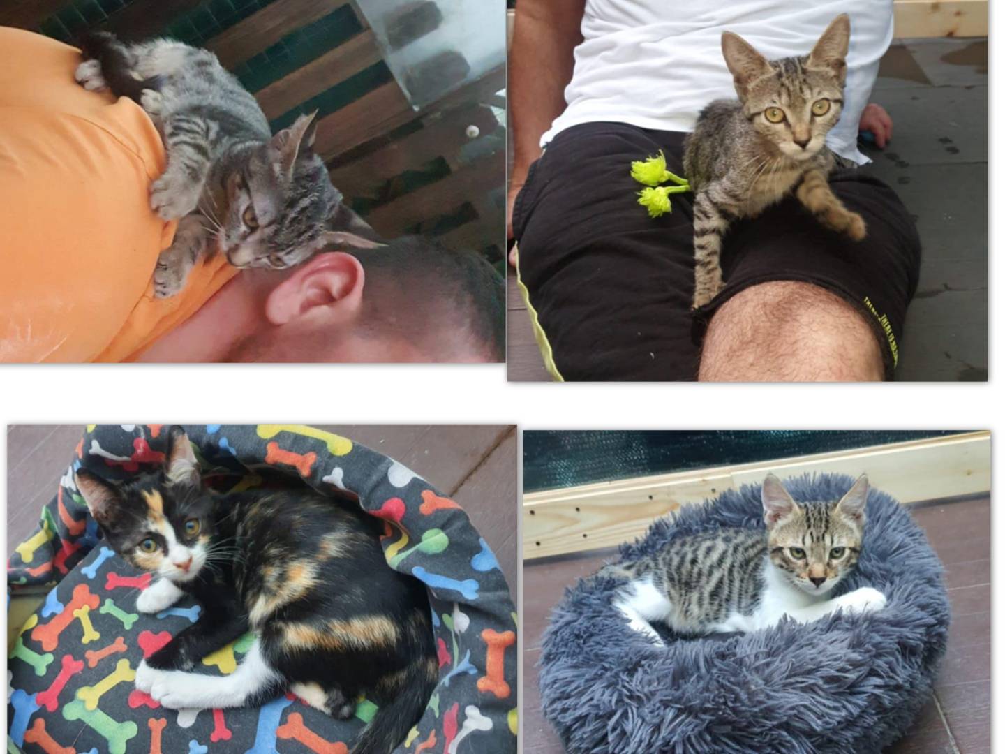 Adozione gatto, maschio, Razza sconosciuta Razza sconosciuta, 2 mesi, taglia non valida, Salerno