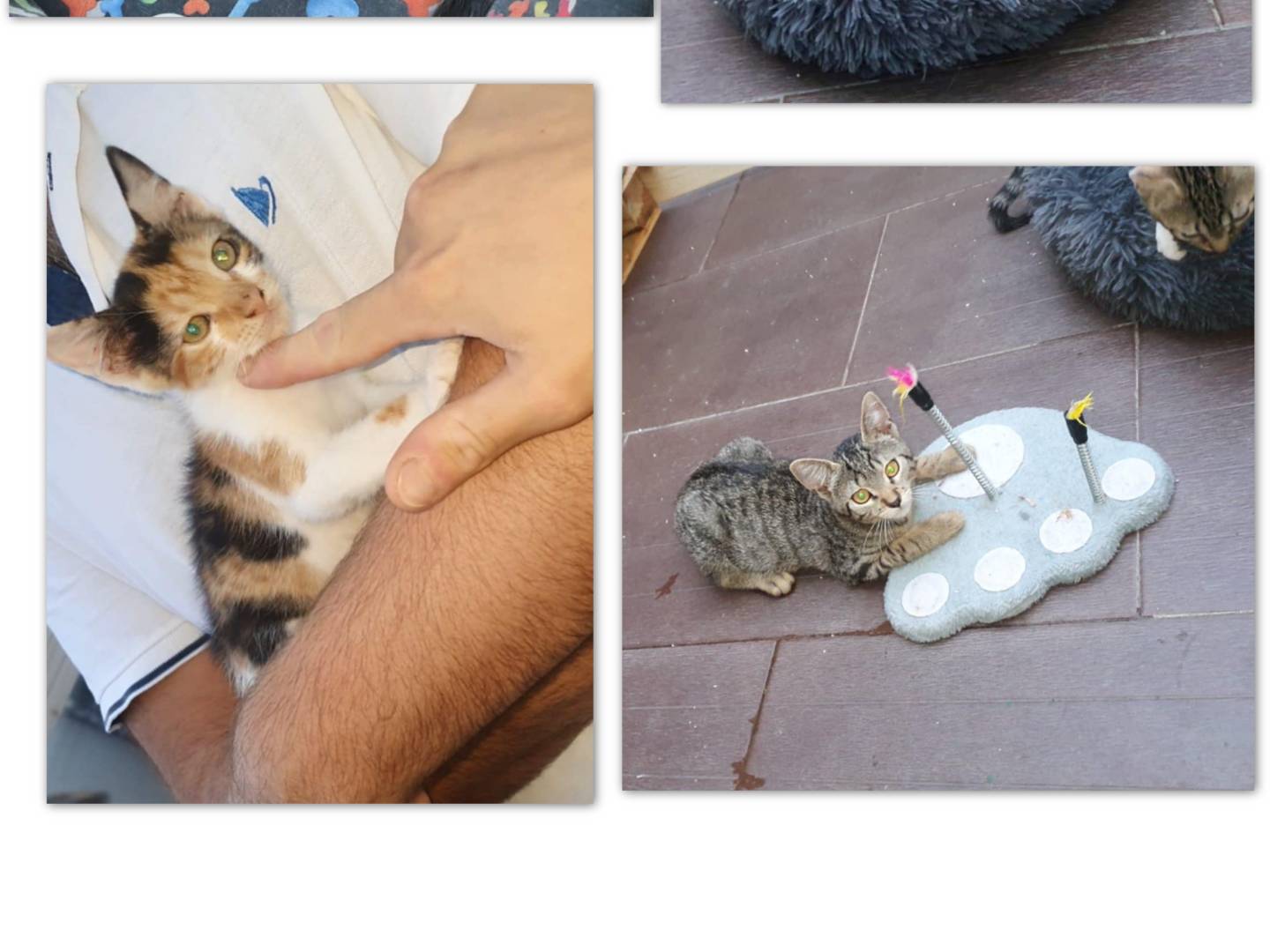 Adotta un gatto, maschio, 2 mesi, Salerno