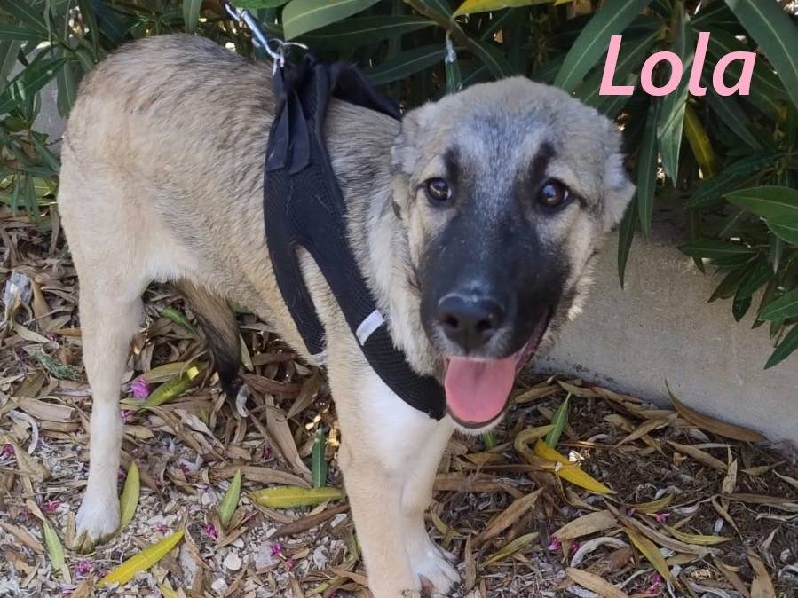 Adozione cane, femmina, Razza sconosciuta Razza sconosciuta, 7 mesi, taglia media contenuta, Agrigento
