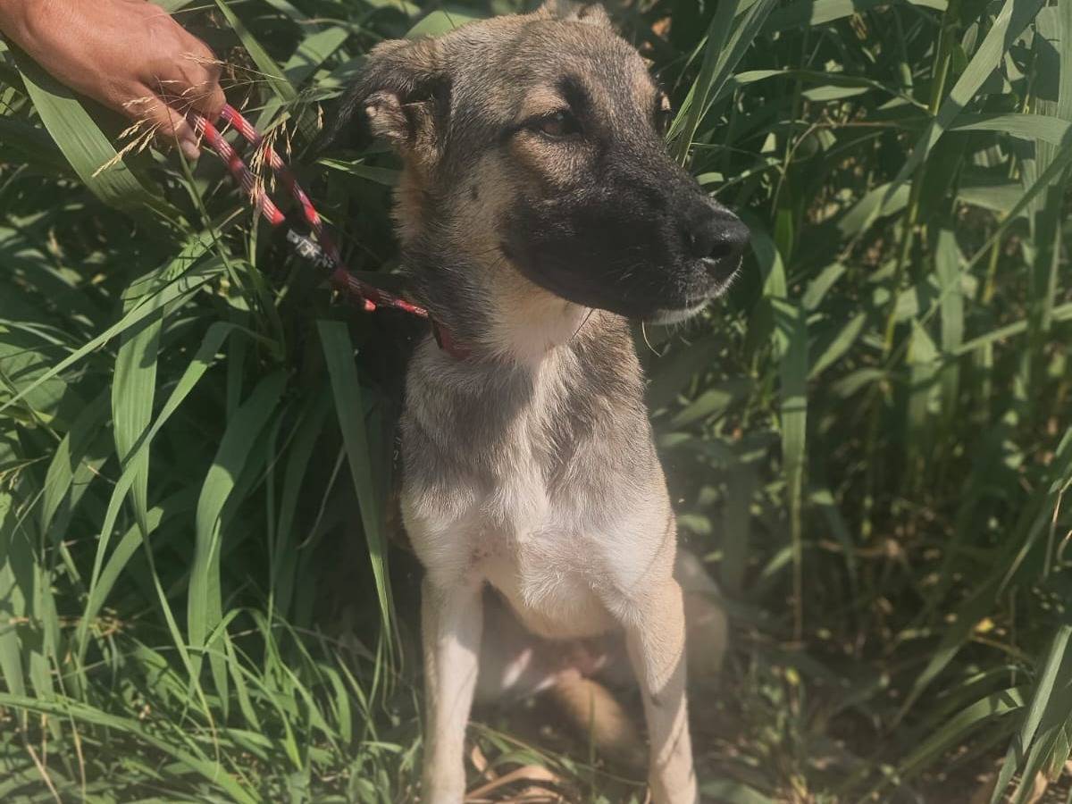 Adotta un cane, femmina, 7 mesi, Agrigento